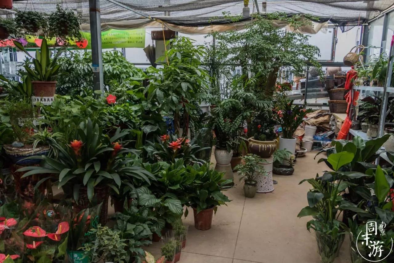 逛各种花鸟市场,南京花鸟鱼虫市场失火