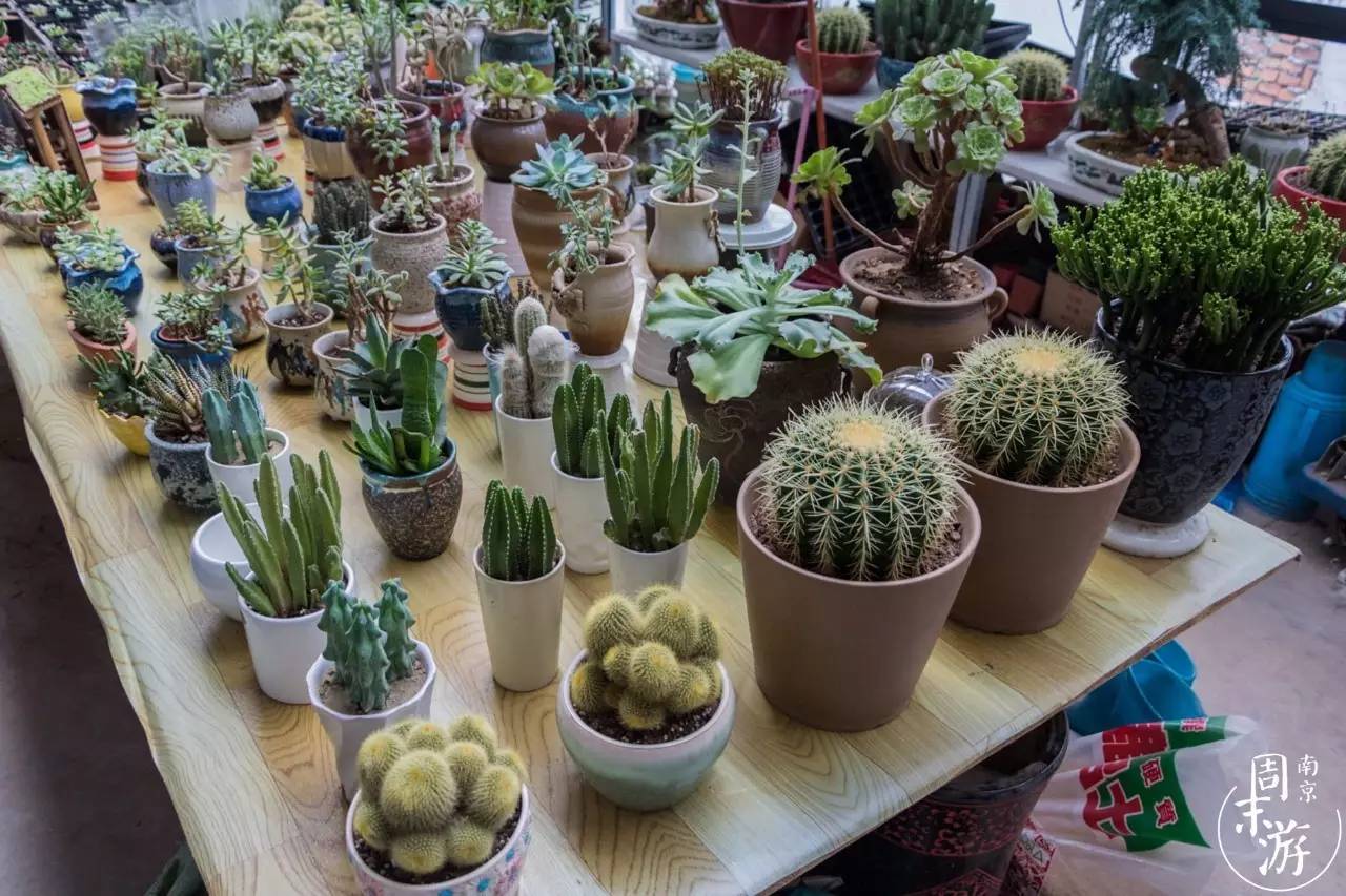 逛南京花卉市场视频,南京夫子庙花鸟鱼虫市场