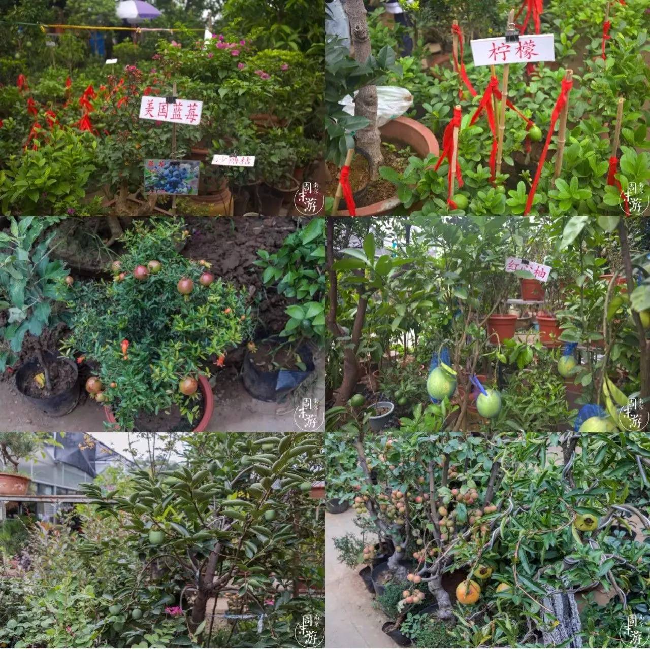 南京夫子庙花鸟鱼虫市场,南京花鸟鱼虫市场