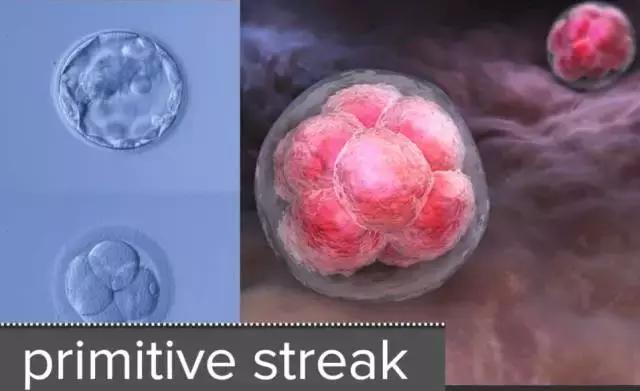 人体干细胞再生技术,人体干细胞技术开发和应用