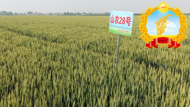 山农28小麦种审定时间,小麦品种山农28适合什么地方种