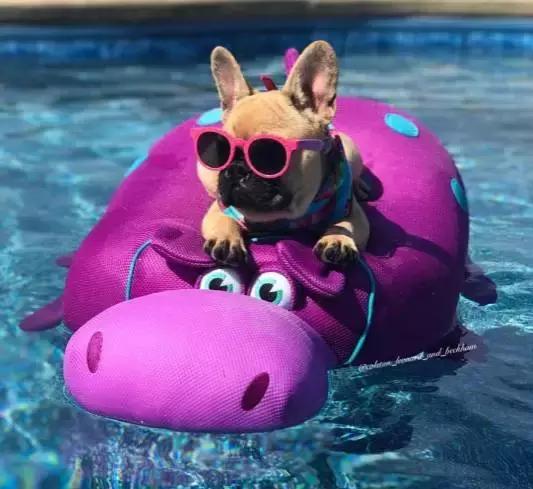 致狗狗的最后一封信,致养狗主人的一封信