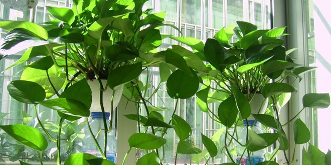 绿萝对室内环境的作用,绿萝在室内对人体有什么伤害吗