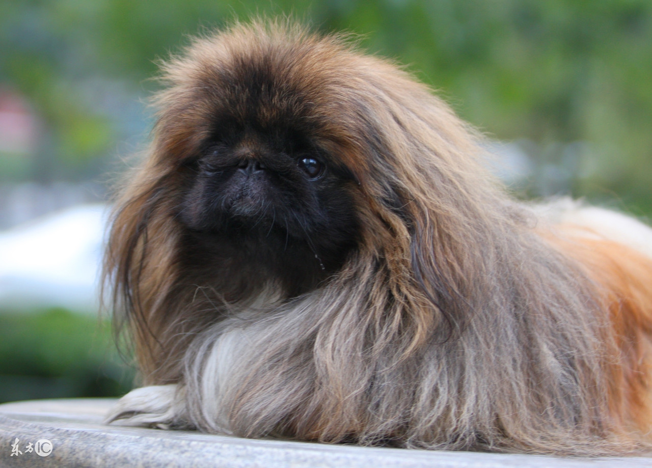 狗狗品种大全带你走进狗狗的世界,汪汪队的狗狗品种分类