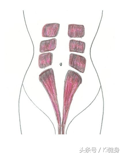 腹直肌上部分离,腹直肌及腹直肌分离