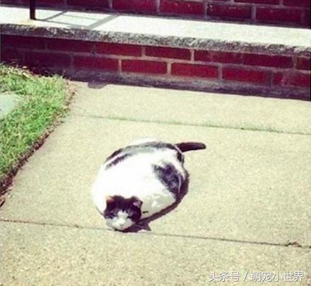 喵星人到底有多软看看你就知道啦,喵星人不太正常的样子