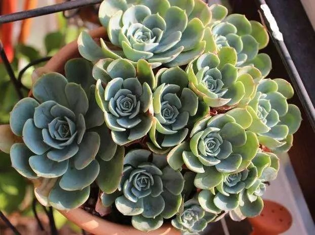 网上买回来的多肉怎么处理,网上买回来多肉晾几天处理