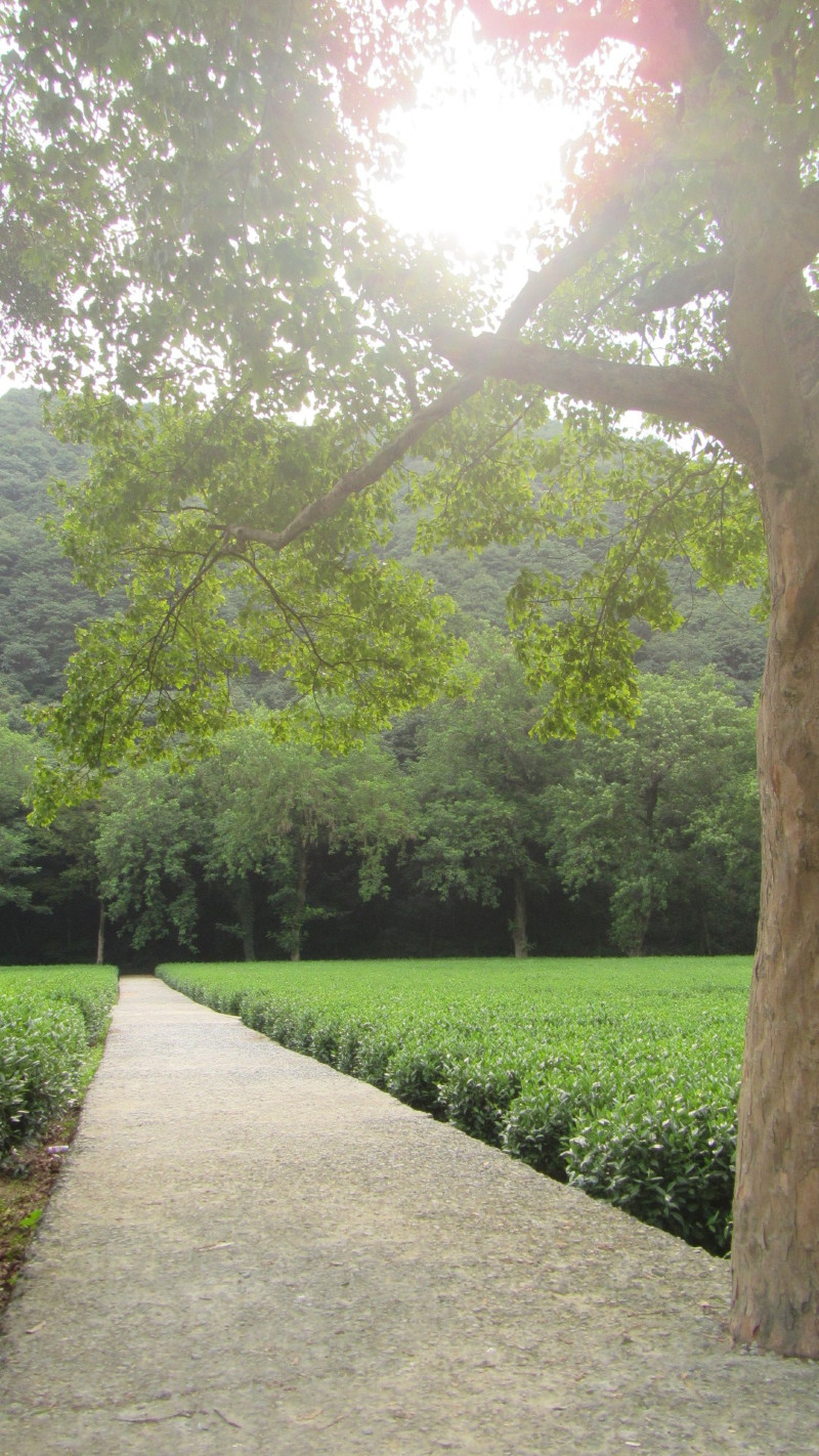 苏州西塘乌镇二日游团从杭州出发,苏州西塘乌镇二日一夜