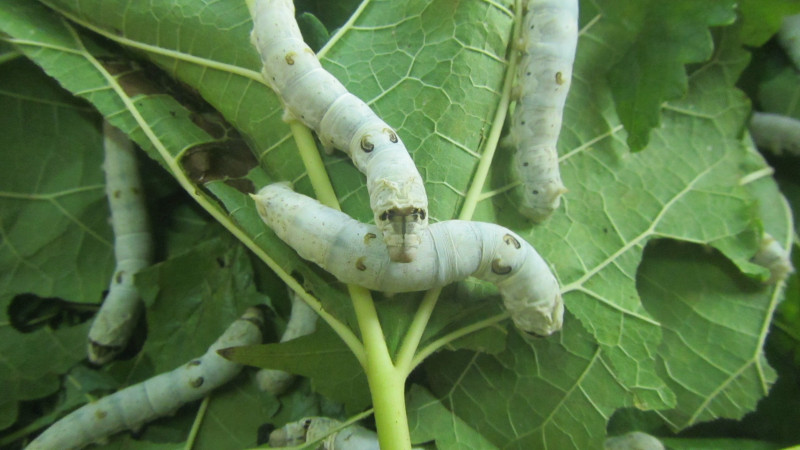 苏州西塘乌镇二日游团从杭州出发,苏州西塘乌镇二日一夜