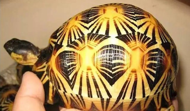 辐射陆龟怎样养长得快,辐射陆龟苗子好养吗