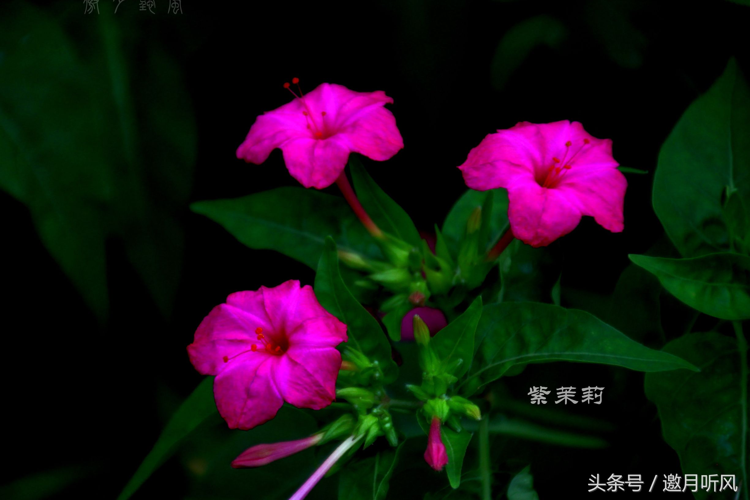 质朴玲珑——紫茉莉