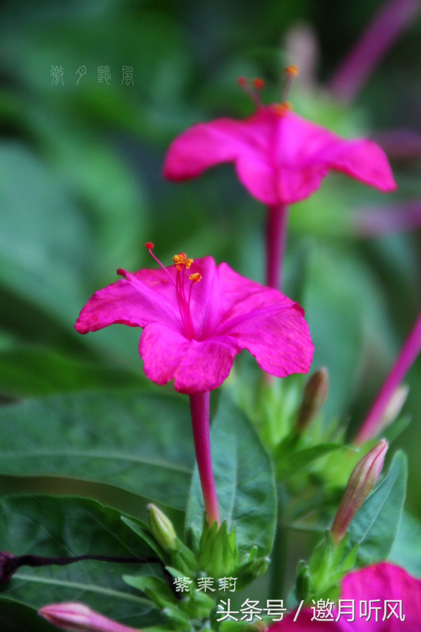 质朴玲珑——紫茉莉