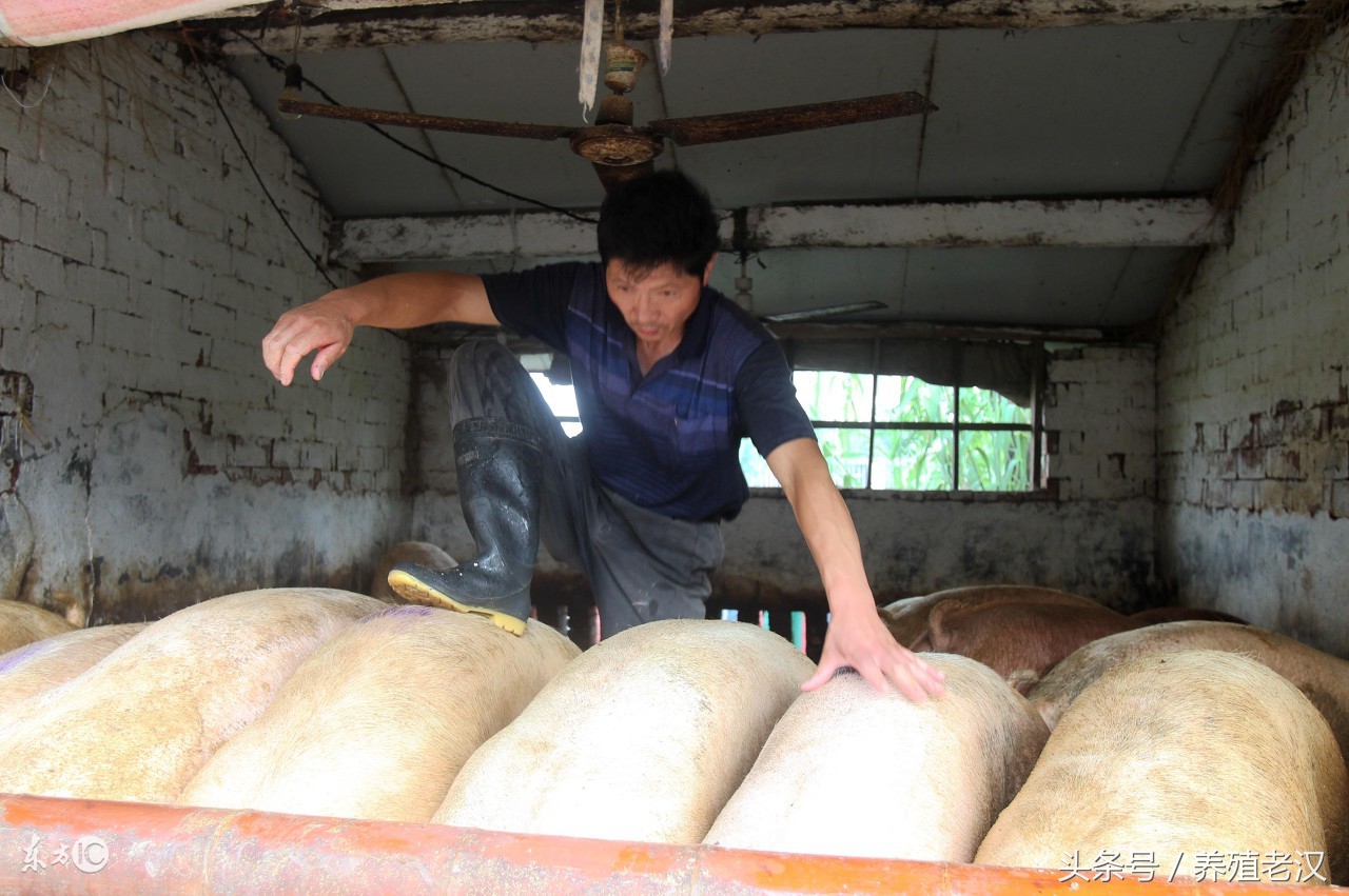 蓝耳病会引起母猪子宫内膜炎吗,母猪有子宫内膜炎可以输精不