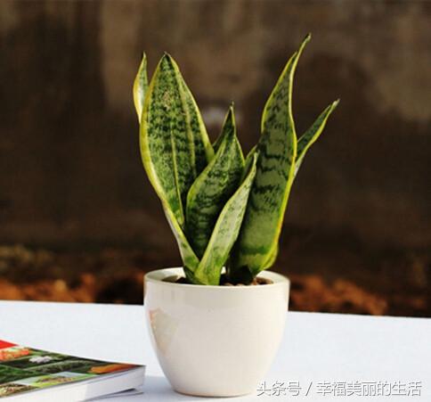 虎尾兰的栽培方法和注意事项,虎尾兰的种植方法