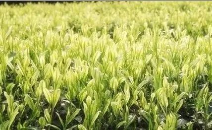 高端茶叶试喝装品鉴安吉白茶,安吉白茶真假美猴王