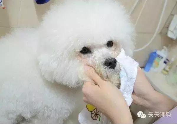 狗狗有泪痕可以经常滴眼药水吗,狗狗泪痕怎么去除用什么眼药水