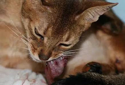 猫咪怀孕期间,这些事情你必须要知道!