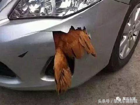 高速不小心撞到动物,高速上撞了动物怎么处理