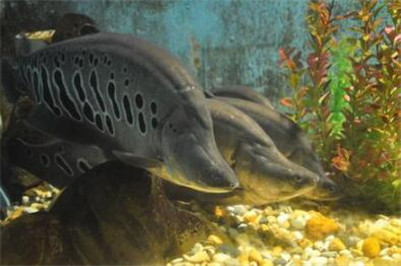 七星刀鱼不爱动不吃食,七星刀鱼为什么叫七星刀