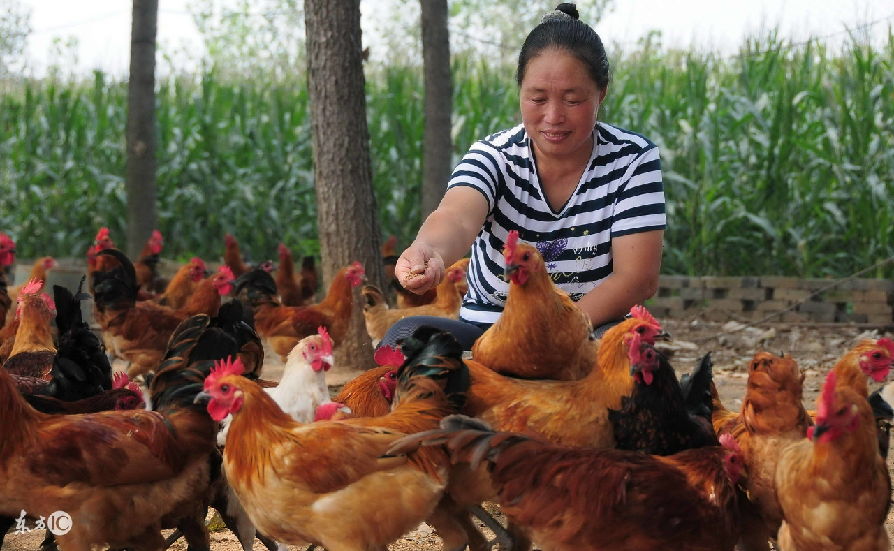 鸡腿变软站不起来是什么原因,小鸡腿软是怎么回事呢