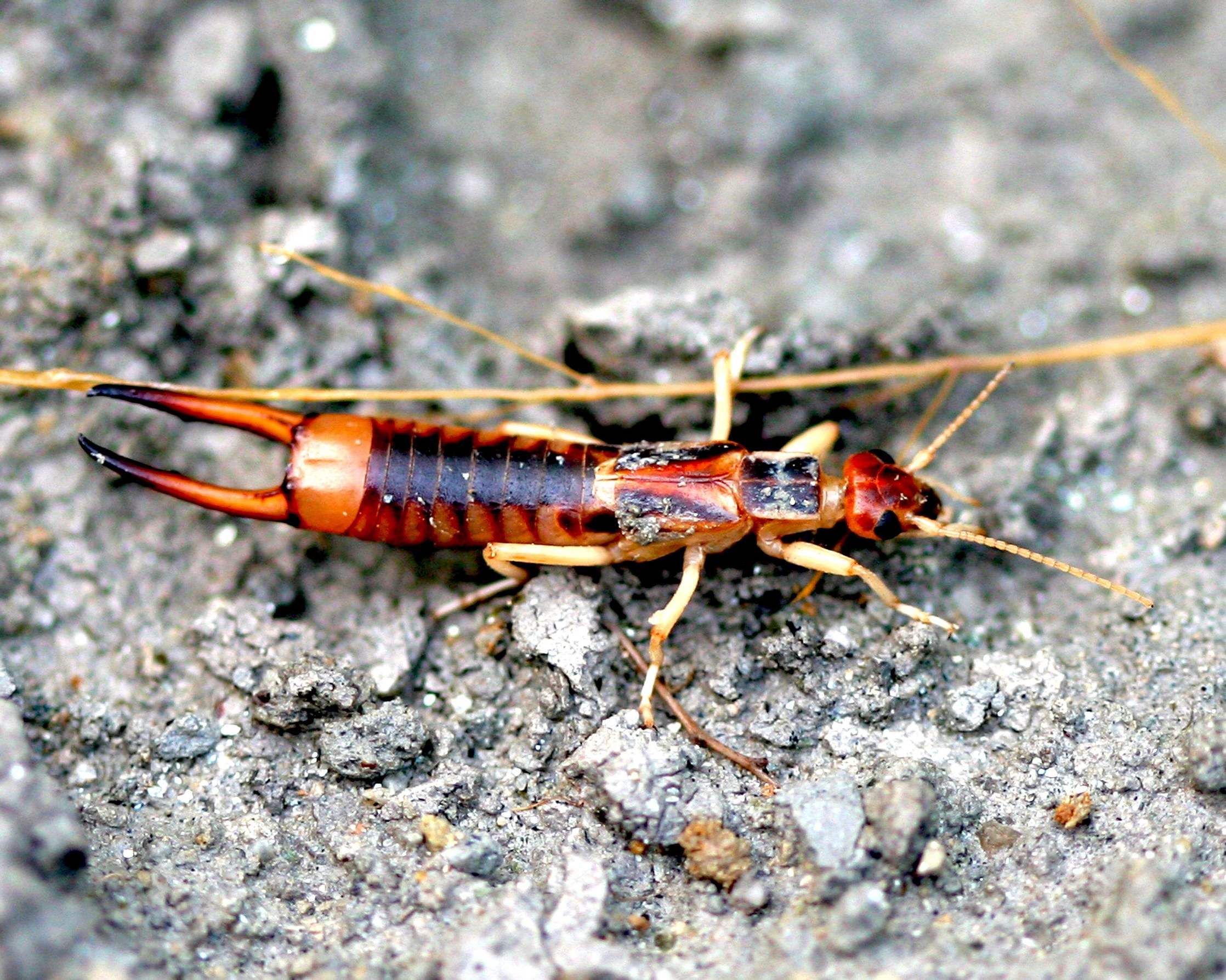 揭秘五种地球上最强大的昆虫,地球上远古已灭绝的昆虫
