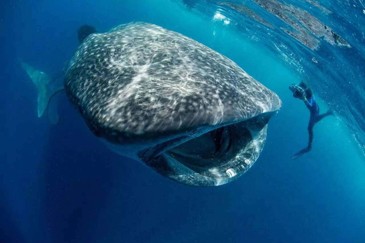鲸鲨是温柔的还是凶残的,最善良的鲸鲨
