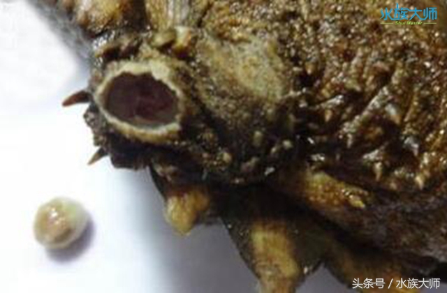 龟的头上出脓吃什么药,龟的头部有黄色豆腐渣怎么办