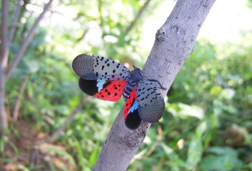 常见的大虫子科普,盘点那些你没见过的虫子