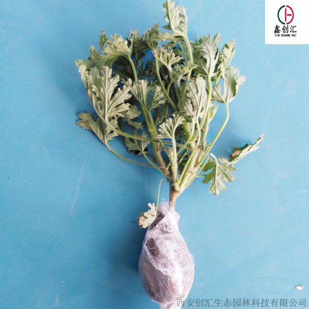 驱蚊草治蚊子最好的方法,驱蚊草的管理