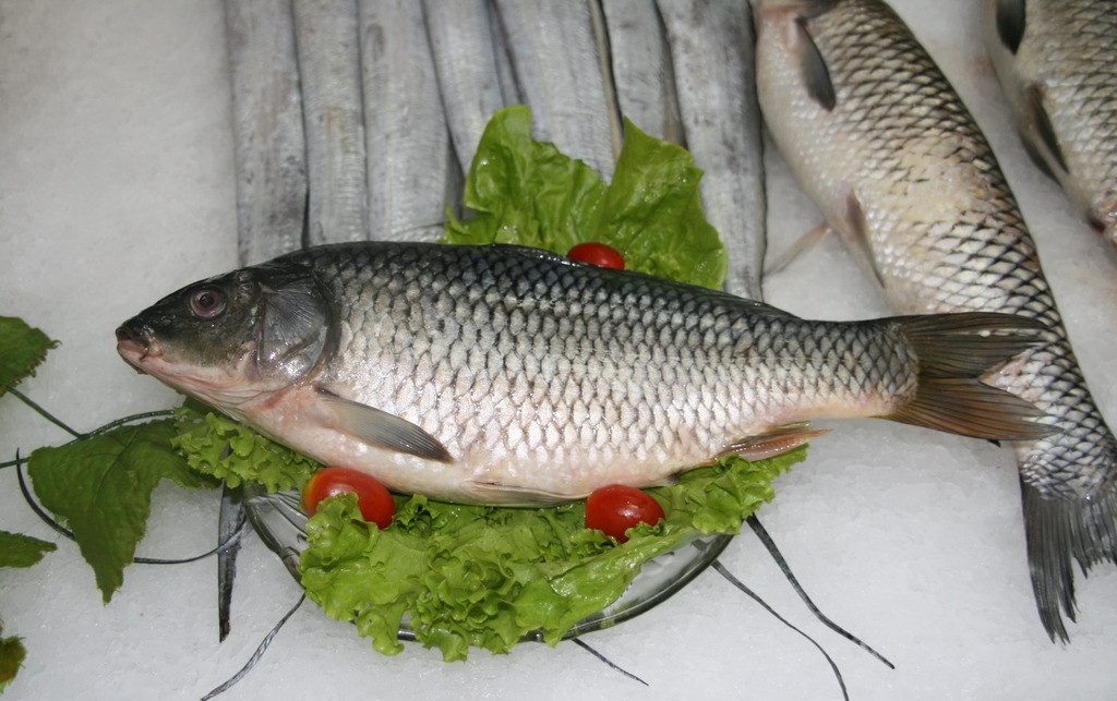 鱼尽量少吃是什么原因,不带鳞的鱼为什么要少吃