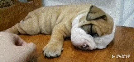 纯种英斗吃什么,英斗吃啥