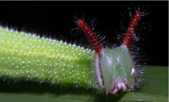 常见的大虫子科普,盘点那些你没见过的虫子