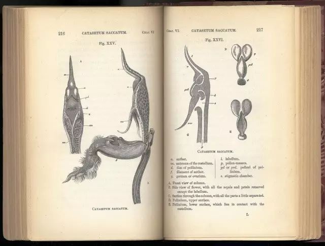 兰花进化的秘密,兰花进化的百年谜团