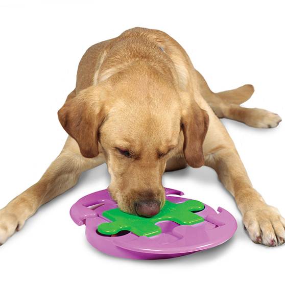 怎么训练狗狗找东西的游戏,怎么教会狗狗玩狗狗游戏