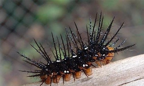 常见的大虫子科普,盘点那些你没见过的虫子