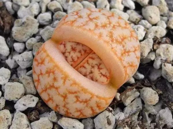 南非秘宝,遗落在世间的宝藏