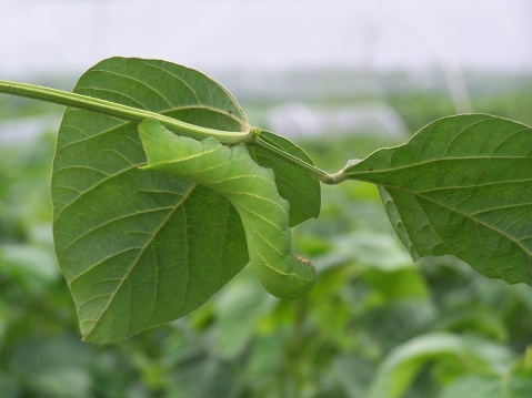 常见的大虫子科普,盘点那些你没见过的虫子