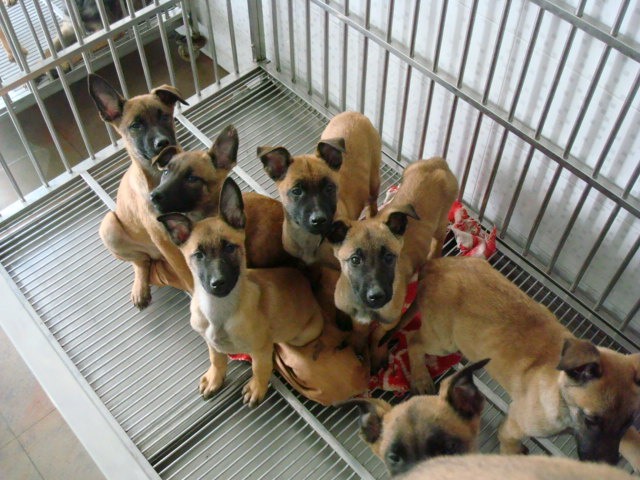 马犬短毛和长毛区分,怎样区分马犬的好与坏