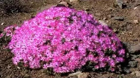 南非秘宝,遗落在世间的宝藏