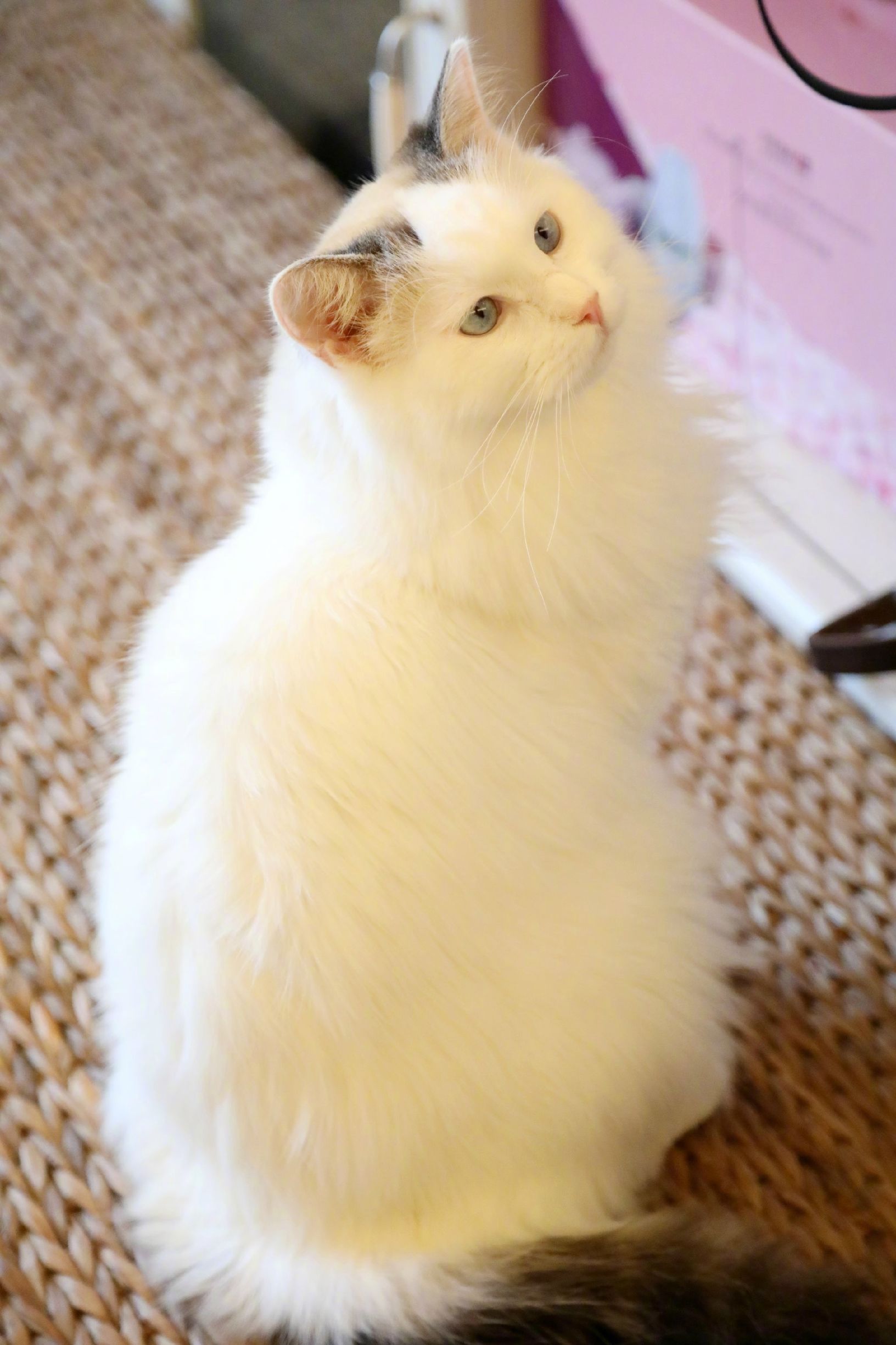 超多高清好看的壁纸,归来的奥特曼壁纸