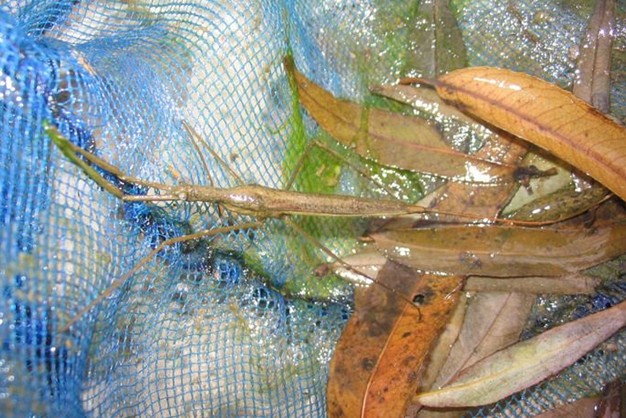 常见的大虫子科普,盘点那些你没见过的虫子