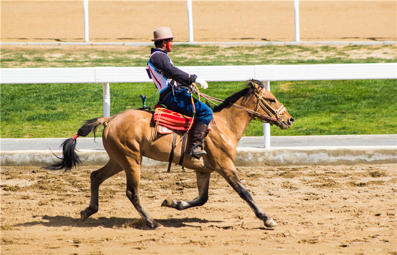 肃北七彩花海,肃北百亩花海在哪里