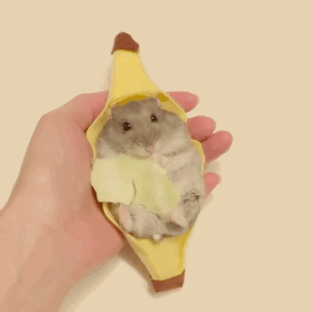 一只萌萌的吃货仓鼠,在角色扮演,还不忘记爪子里的好吃的