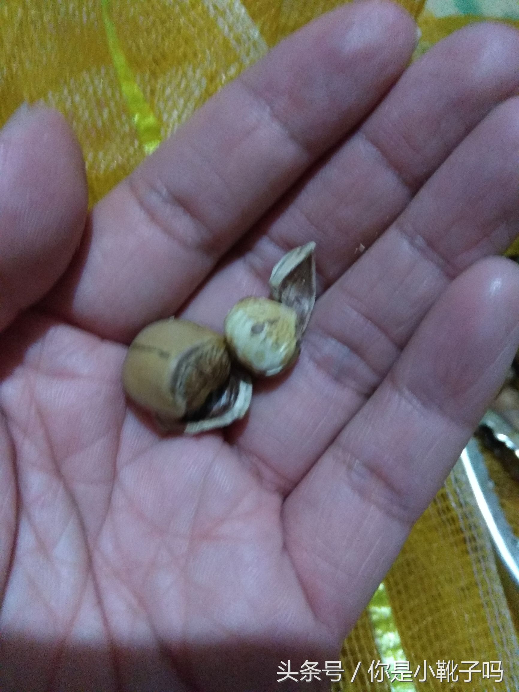 一年一次的榛子采摘又开始啦,榛子这样的坚果采摘非常麻烦