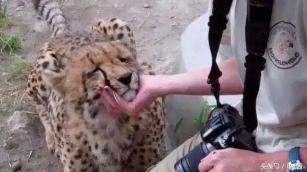 遇到野生豹怎么办,面对野生猎豹