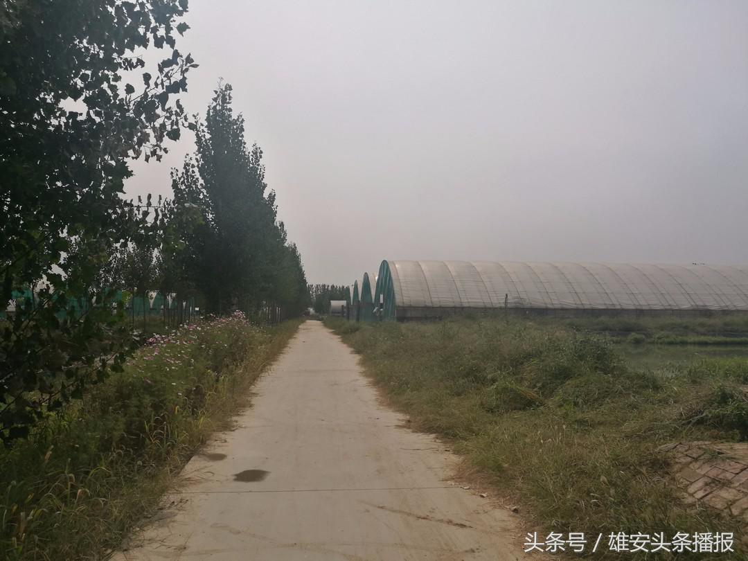 高大上鱼塘,雄安新区高大上