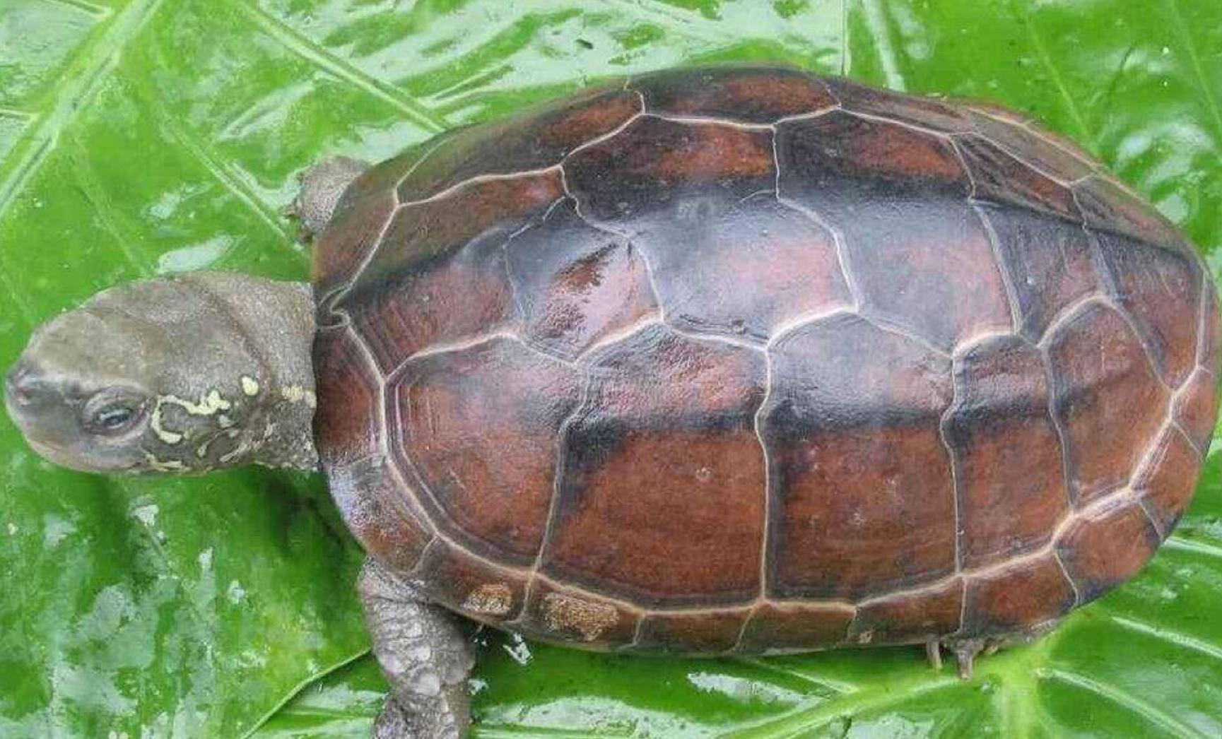 水龟都有哪些,水龟都有什么样的