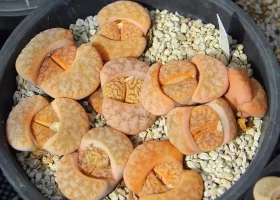 南非秘宝,遗落在世间的宝藏