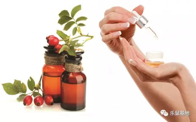 送花别弄混了月季和玫瑰 (玫瑰跟月季我和她你分得清吗)