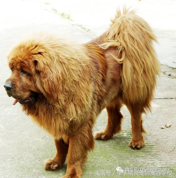 藏獒犬的科普,犬类科普大全